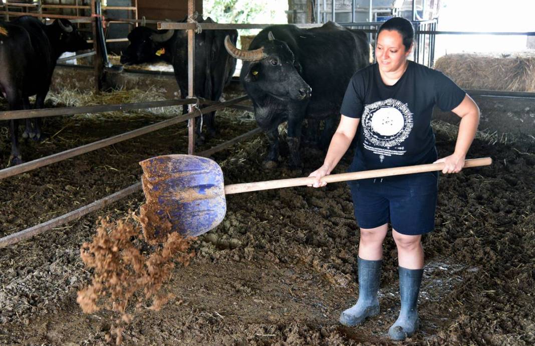 İş bulamayınca köyüne dönüp manda sütü satmaya başladı: Şimdi patron oldu! İletişim fakültesi mezunuydu, besici oldu 6
